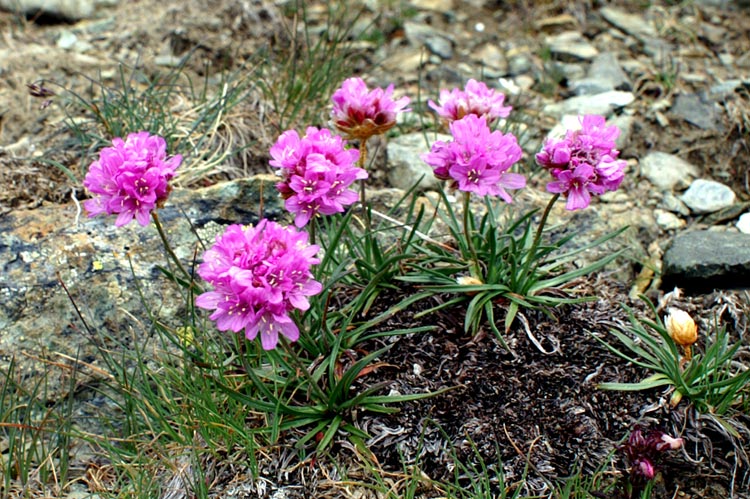 Armeria alpina / Spillone alpino