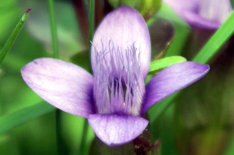 val Tournenche 25 - Gentianella cfr. campestris