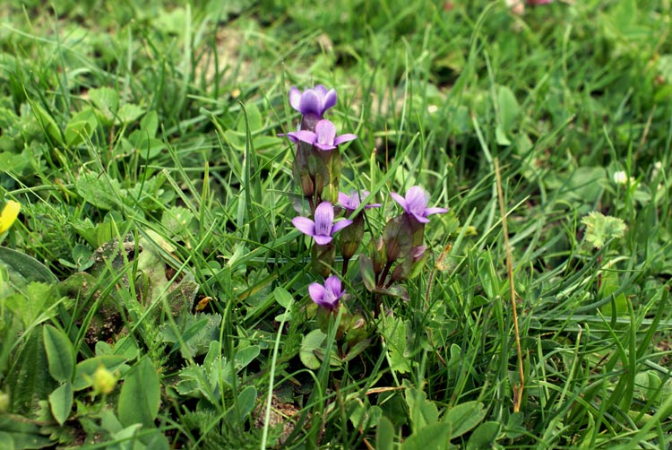 val Tournenche 25 - Gentianella cfr. campestris