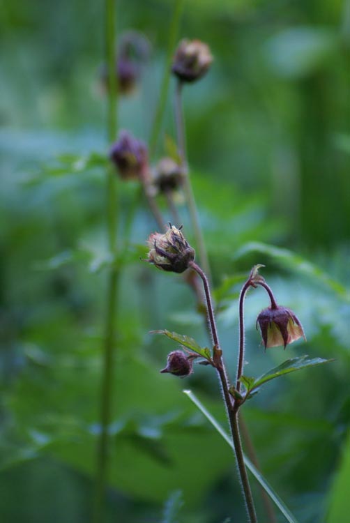 Geum rivale / Cariofillata dei rivi