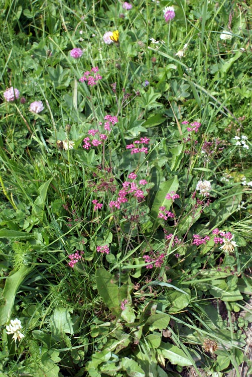 Pimpinella major / Pimpinella maggiore