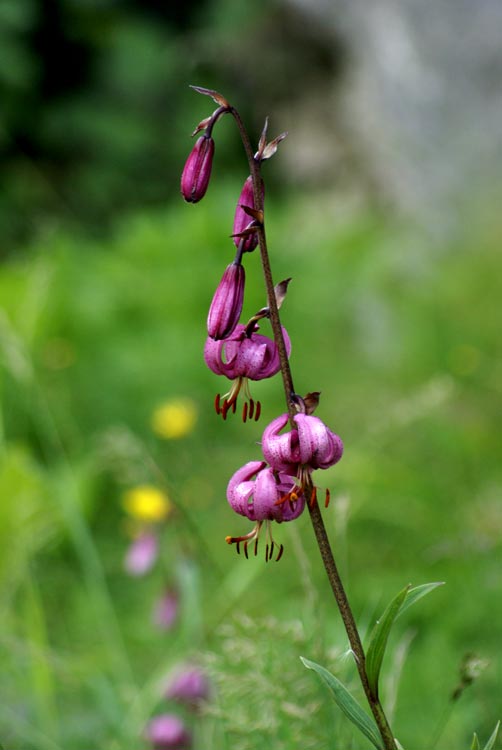 Lilium martagon / Giglio martagone