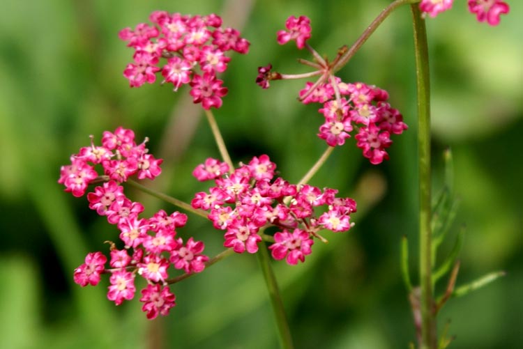 Pimpinella major / Pimpinella maggiore