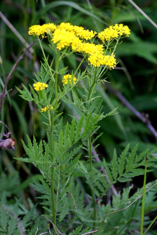 Hugueninia tanacetifolia / Hugueninia comune