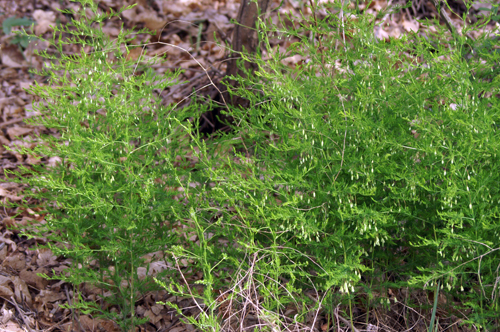 Asparagus tenuifolius / Asparago selvatico