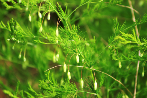 Asparagus tenuifolius / Asparago selvatico