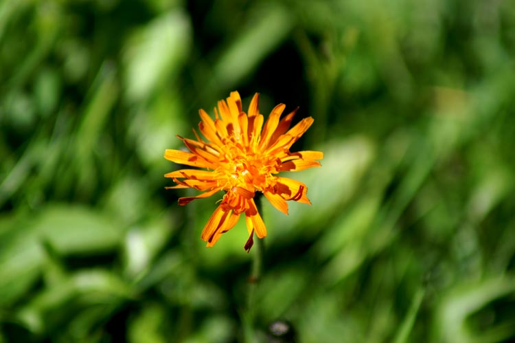 Crepis aurea / Crepide aranciata, radichiella aranciata