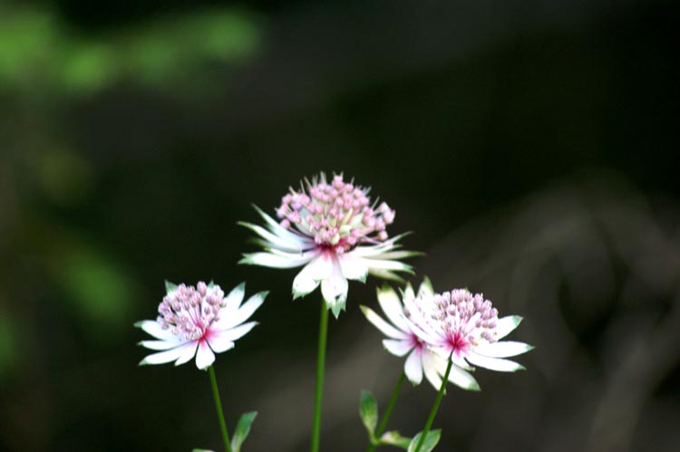 Astrantia major / Astranzia maggiore