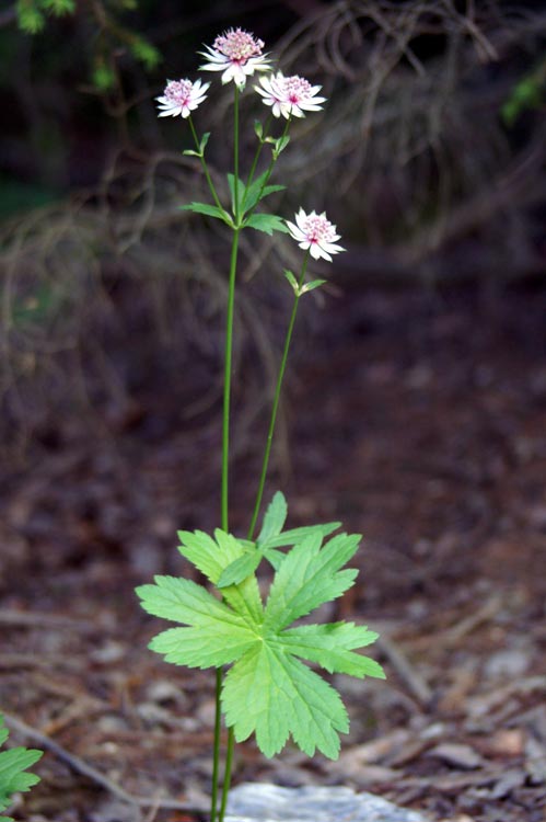 Astrantia major / Astranzia maggiore