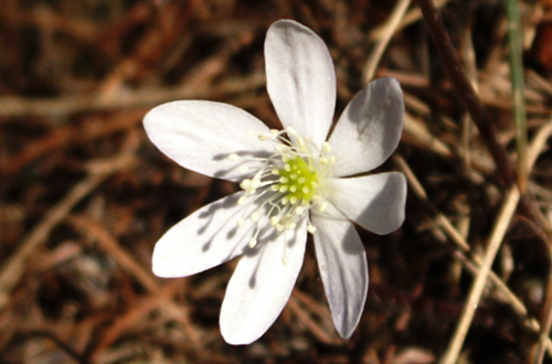 sono tutti epatica? S, Hepatica nobilis