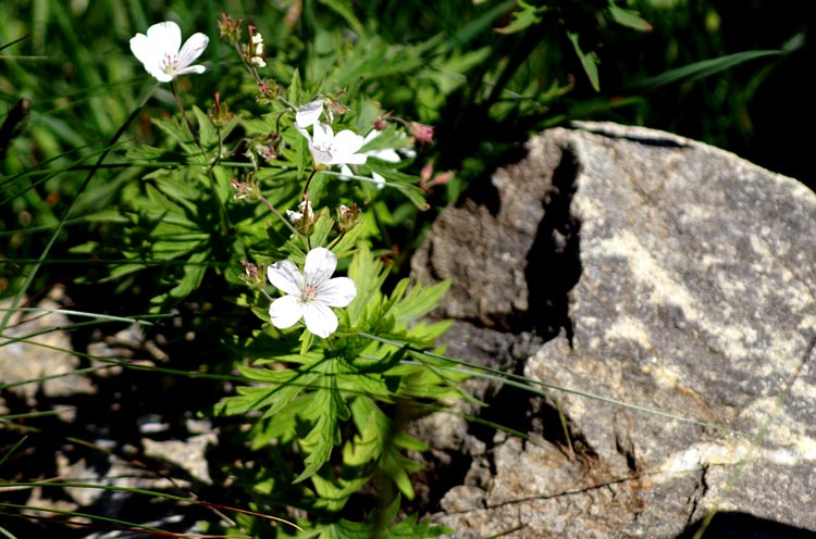 Geranium rivulare / Geranio dei rivi