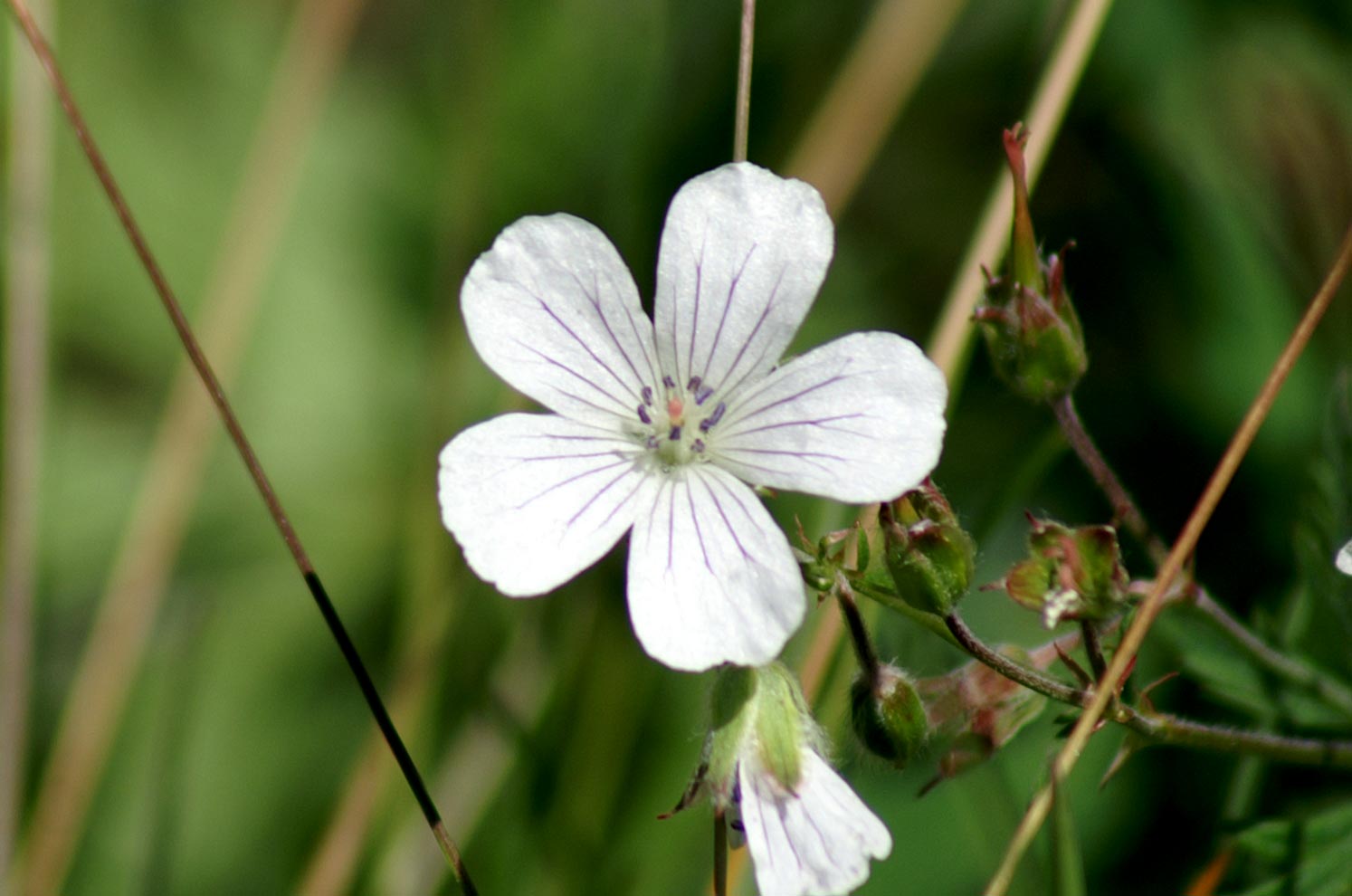 Geranium rivulare / Geranio dei rivi