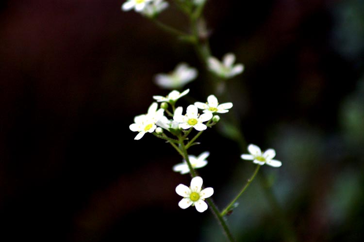 val Clavalit 6 Saxifraga paniculata