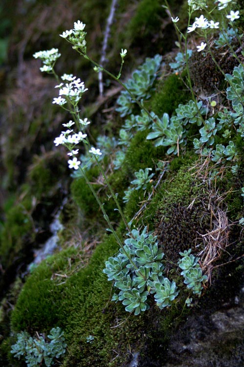 val Clavalit 6 Saxifraga paniculata