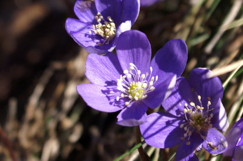 sono tutti epatica? S, Hepatica nobilis