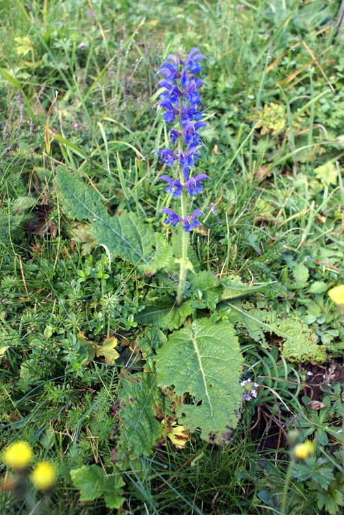 Salvia pratensis / Salvia dei prati