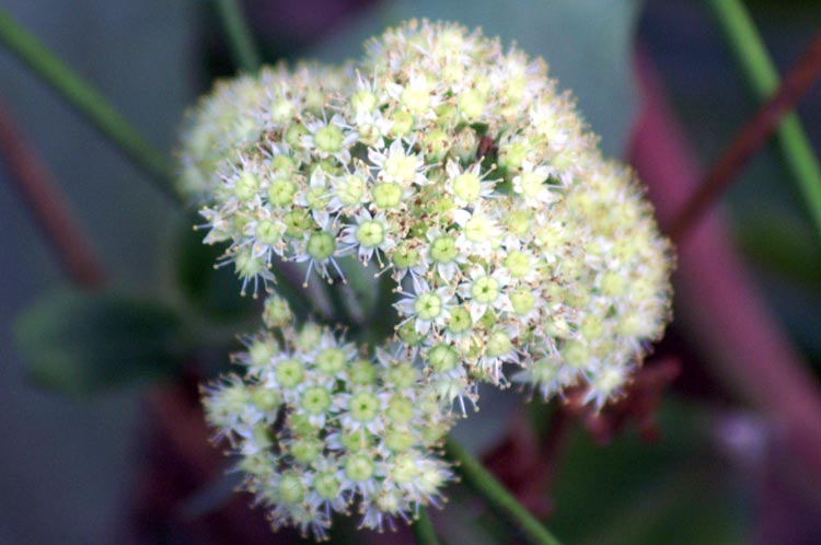 Hylotelephium maximum / Borracina massima