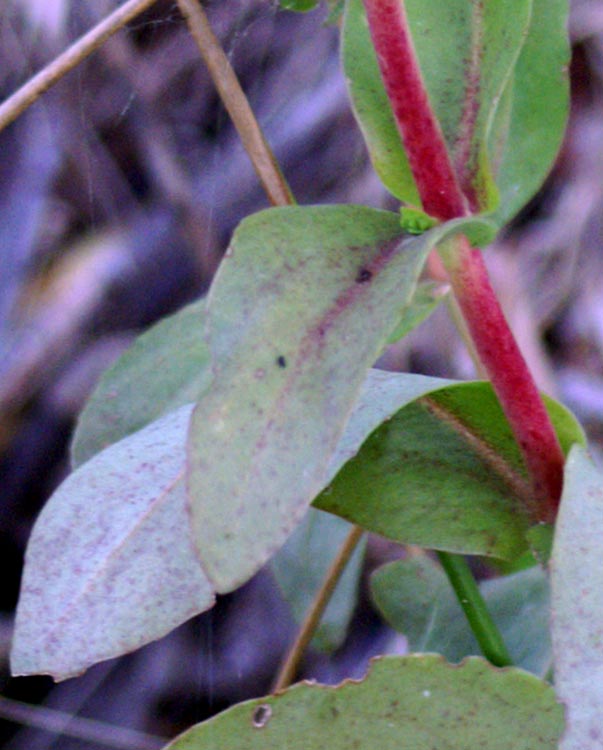 Hylotelephium maximum / Borracina massima