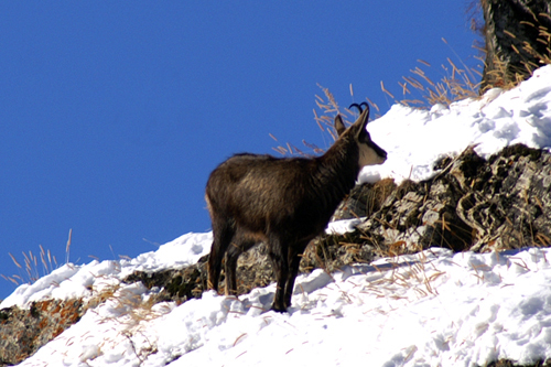 Camosci in Valsasvarenche