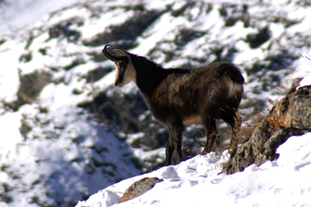 Camosci in Valsasvarenche