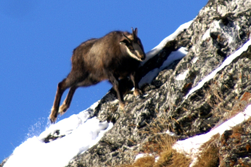 Camosci in Valsasvarenche