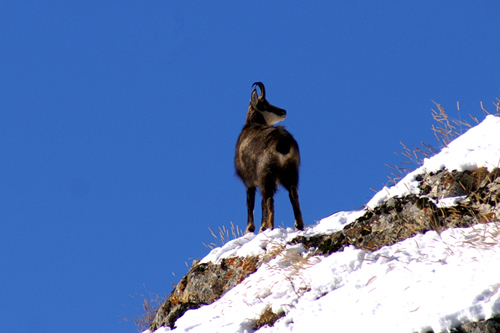 Camosci in Valsasvarenche