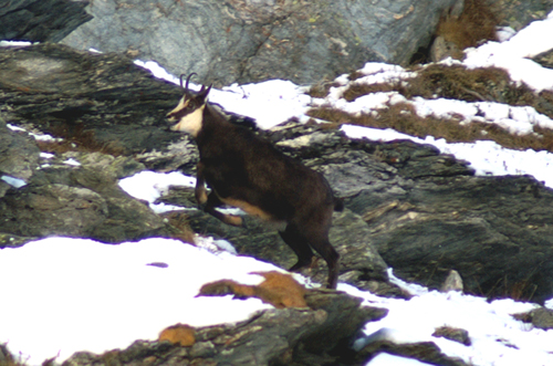 Camosci in Valsasvarenche