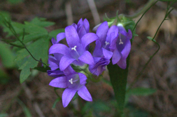 Campanula glomerata / Campanula agglomerata