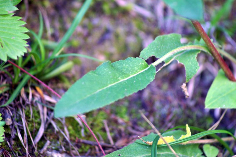 Campanula glomerata / Campanula agglomerata