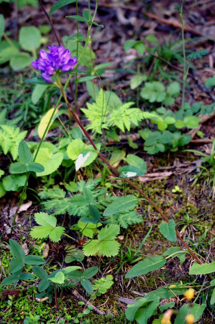 Campanula glomerata / Campanula agglomerata