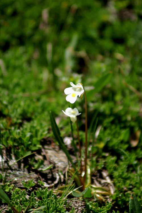 Pinguicula alpina / Erba-unta bianca