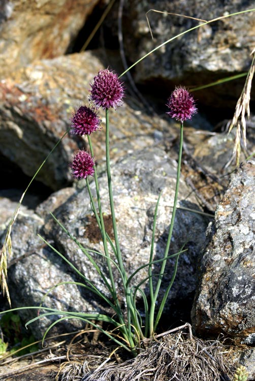 Val Tournenche - Allium sphaerocephalon