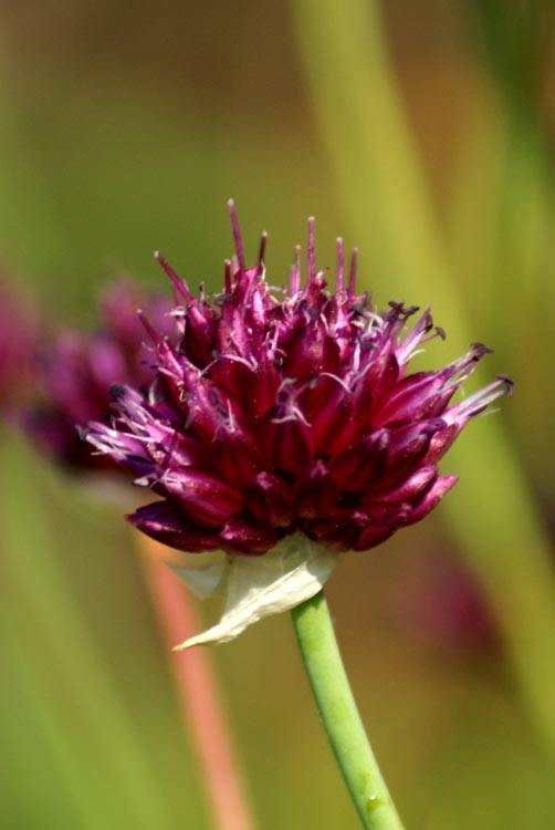 Val Tournenche - Allium sphaerocephalon