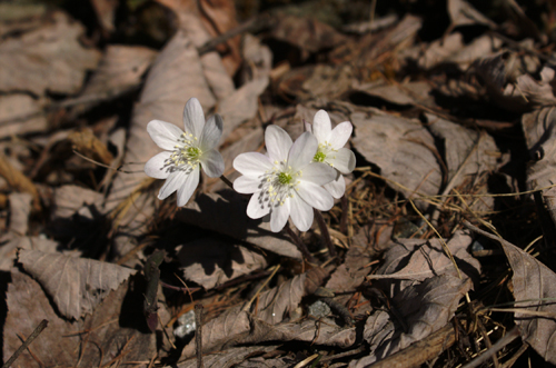 sono tutti epatica? S, Hepatica nobilis