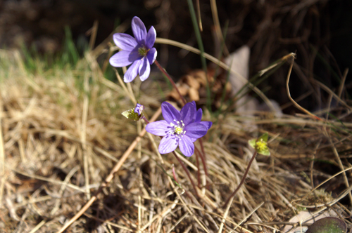 sono tutti epatica? S, Hepatica nobilis