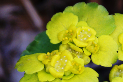 Chrysosplenium alternifolium / Erba milza comune