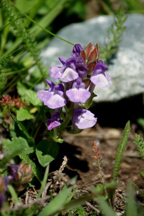 Scutellaria alpina / Scutellaria delle Alpi