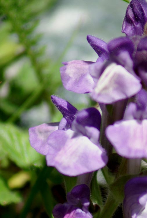 Scutellaria alpina / Scutellaria delle Alpi