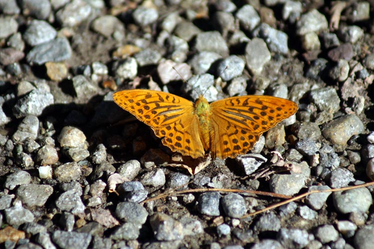 Argynnis paphia