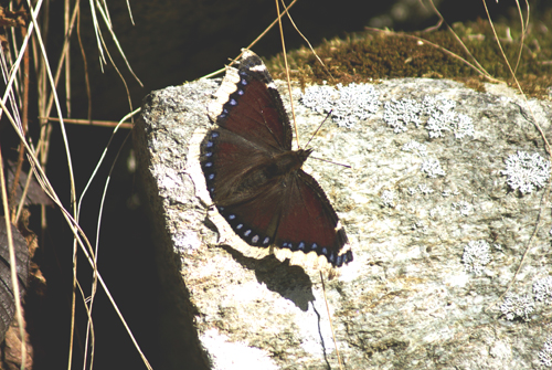 Nimphalis antiopa