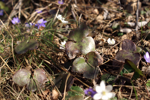 sono tutti epatica? S, Hepatica nobilis