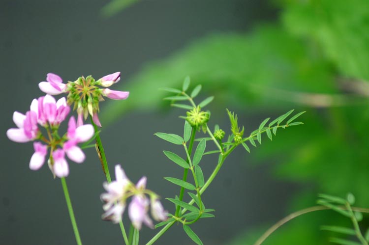 Galega officinalis & Securigera varia