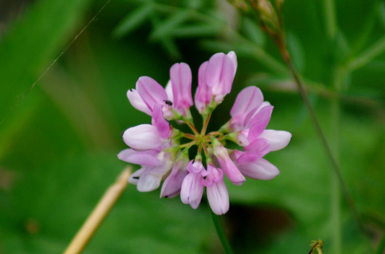 Galega officinalis & Securigera varia