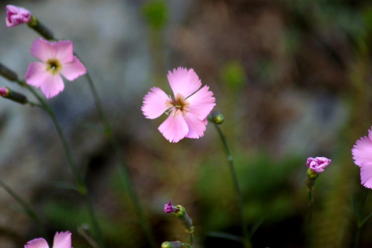 val Clavalit 11 Dianthus sylvestris