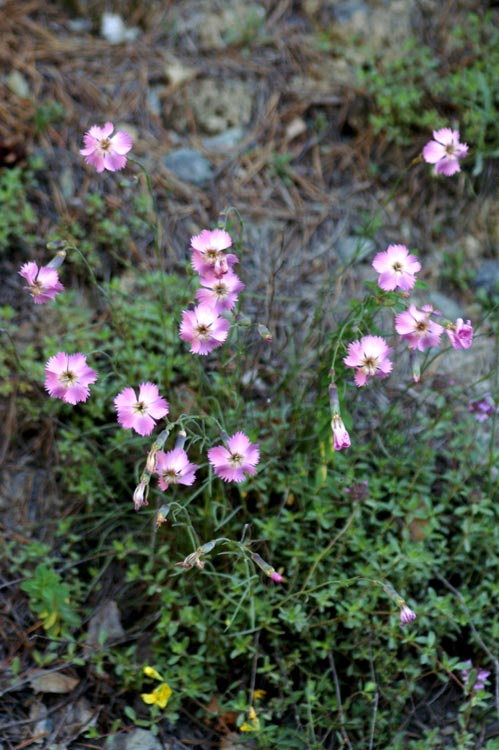 val Clavalit 11 Dianthus sylvestris