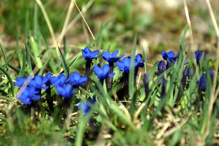 Gentiana verna / Genziana primaticcia