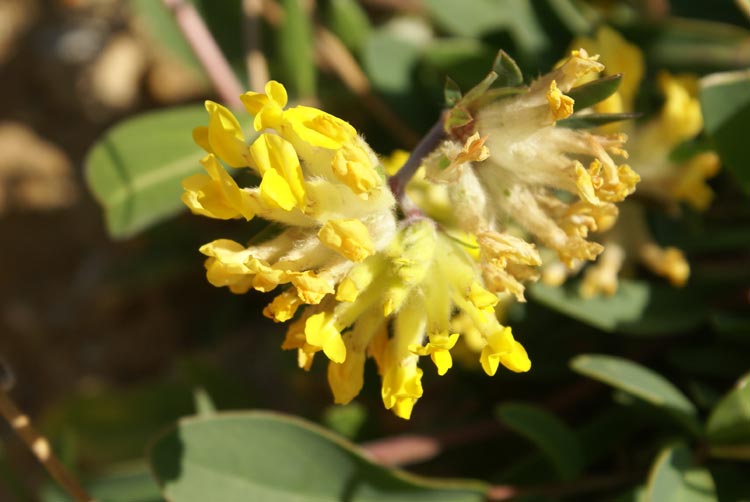 Anthyllis vulneraria sl.