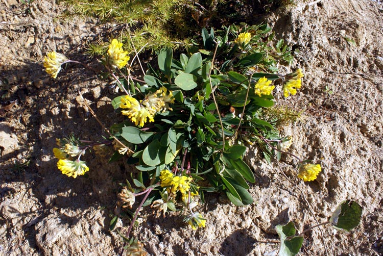 Anthyllis vulneraria sl.