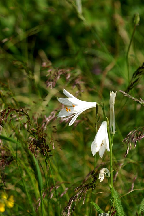 valgrisenche 5 - Paradisea liliastrum