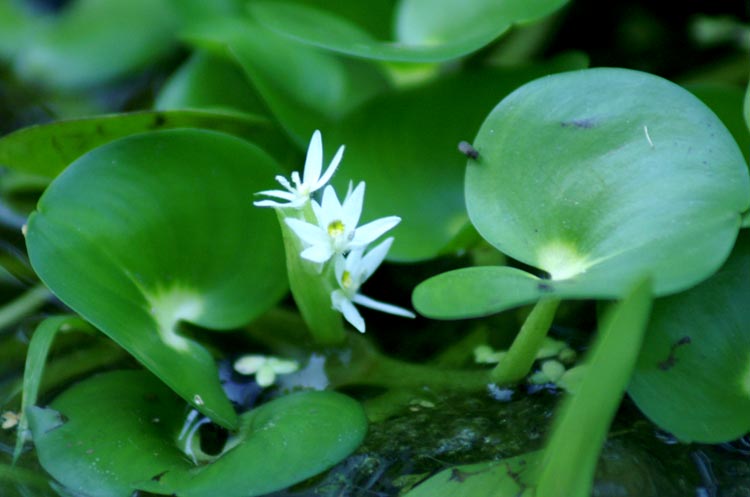 Heteranthera reniformis / Eterantera